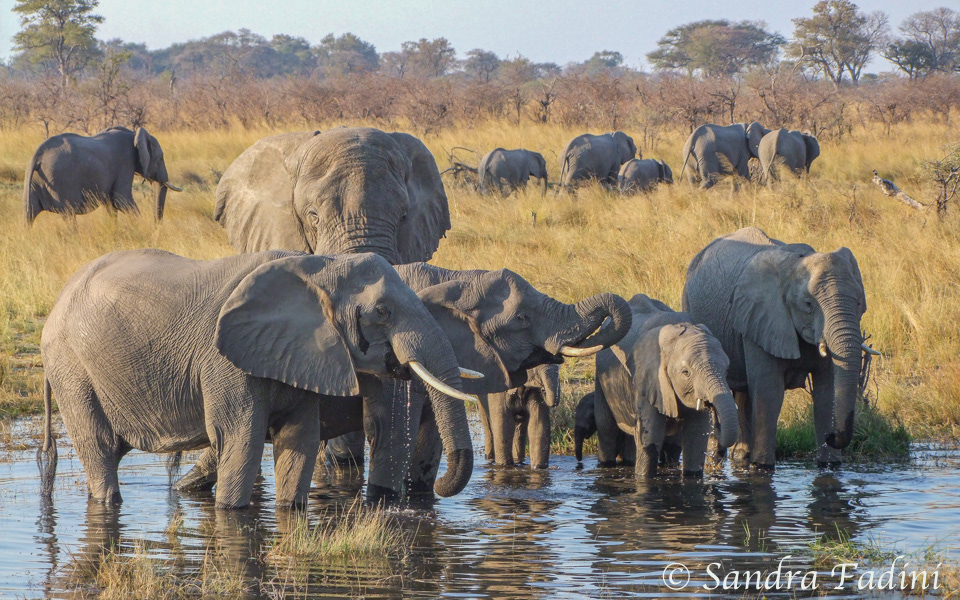 Afrikanische Elefanten (Loxodonta africana) 10 - Namibia