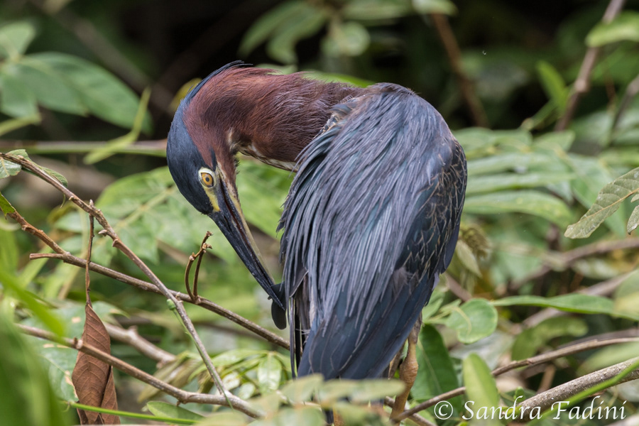 Grünreiher (Butorides virescens) 05 - Costa Rica