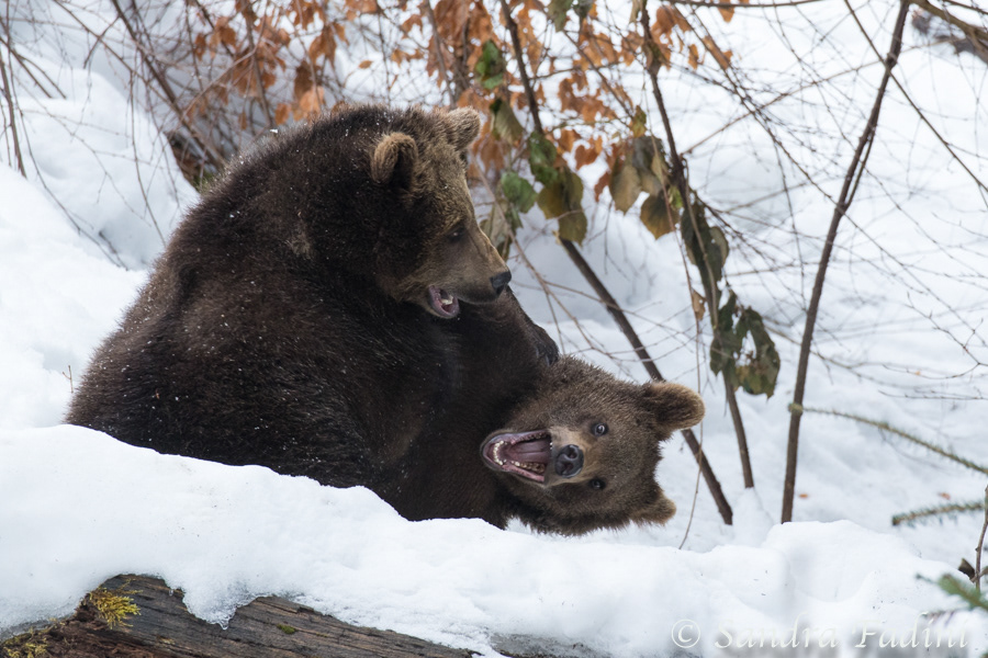Braunbär (Ursus arctos) 09 - captive