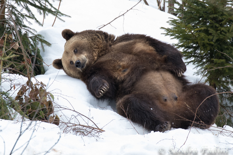 Braunbär (Ursus arctos) 06 - captive