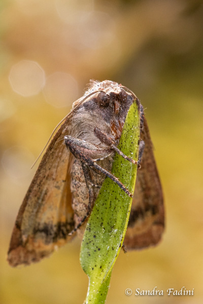 Eichenwald-Winkeleule (Mesogona acetosellae) 01