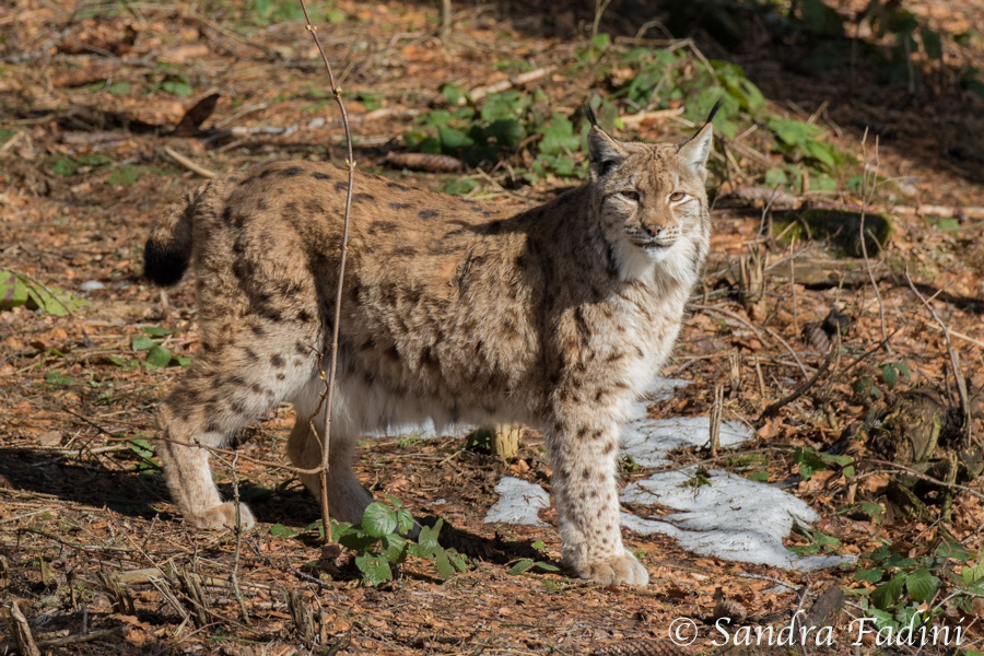 Eurasischer Luchs (Lynx lynx) 18 - captive