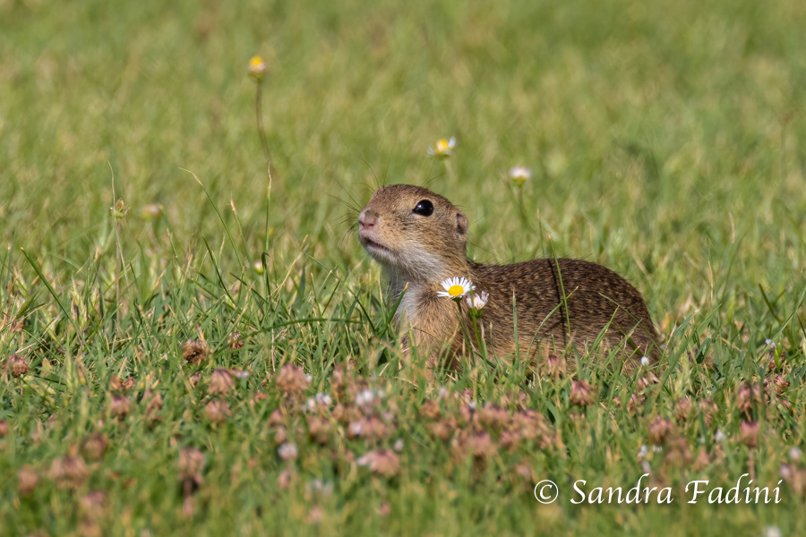 Europäischer Ziesel (Spermophilus citellus) 07 - Österreich