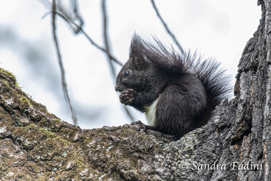 Eurasisches Eichhörnchen (Sciurus vulgaris) 05 - schwarze Farbvariante
