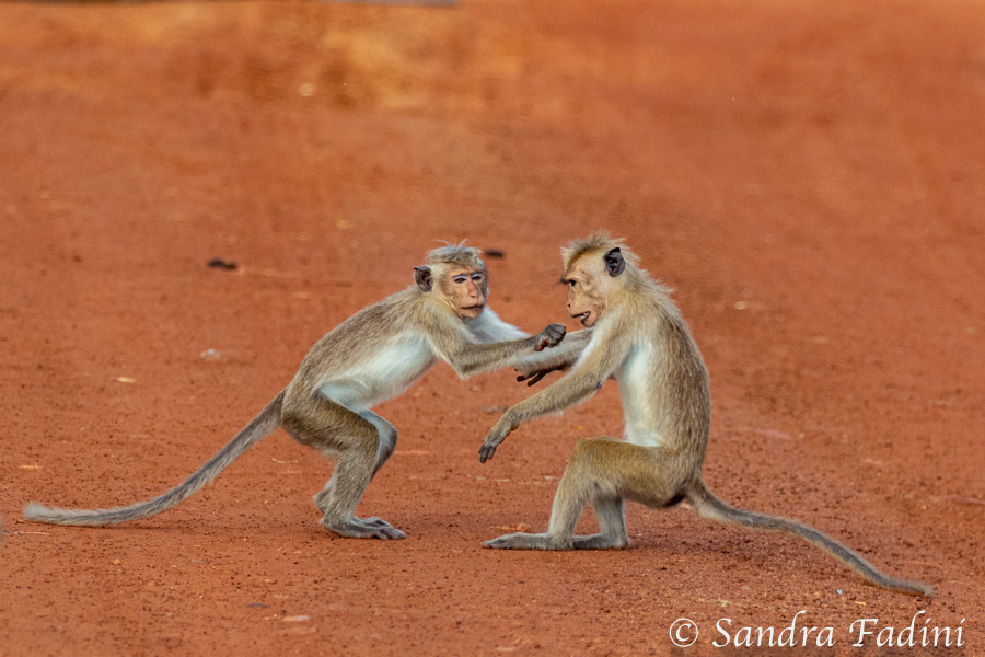 Ceylon-Hutaffe (Macaca sinica) 04 - Streitereien (Sri Lanka)