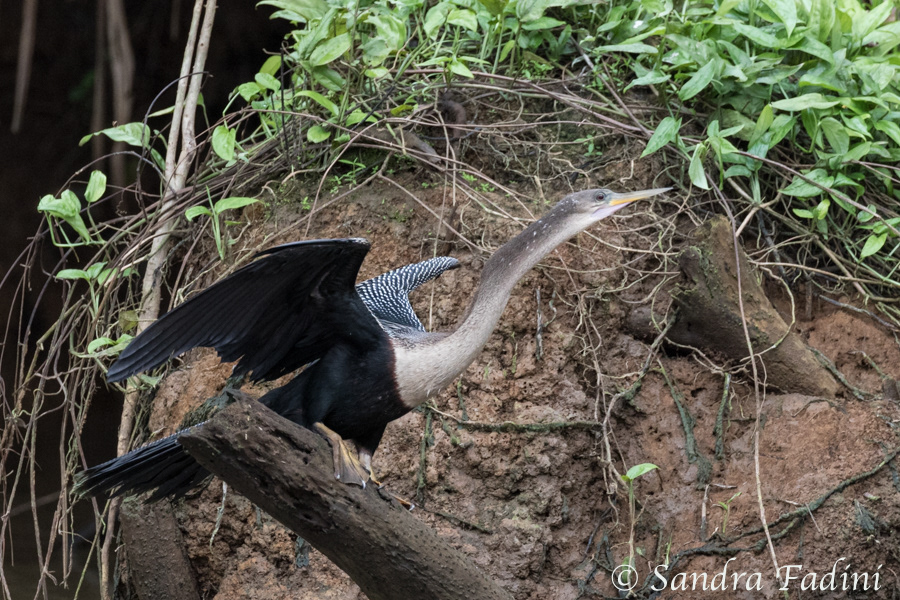 Amerikanische Schlangenhalsvogel (Anhinga anhinga) 01 - Costa Rica