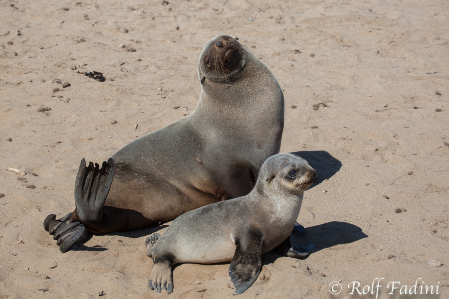 Südafrikanischer Seebär (Arctocephalus pusillus) 09 - Mutter mit Jungtier (Namibia)