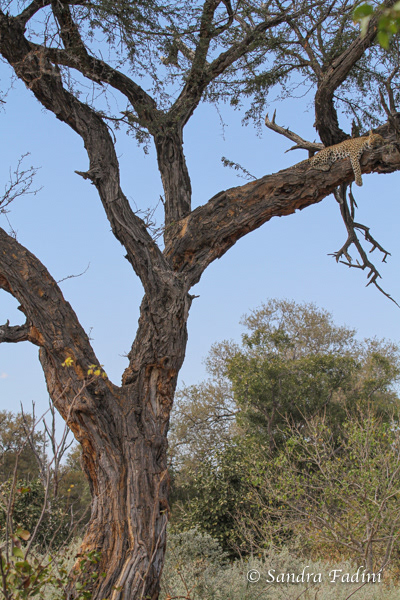 Leopard (Panthera pardus) 06 - Suchbild (Botswana)