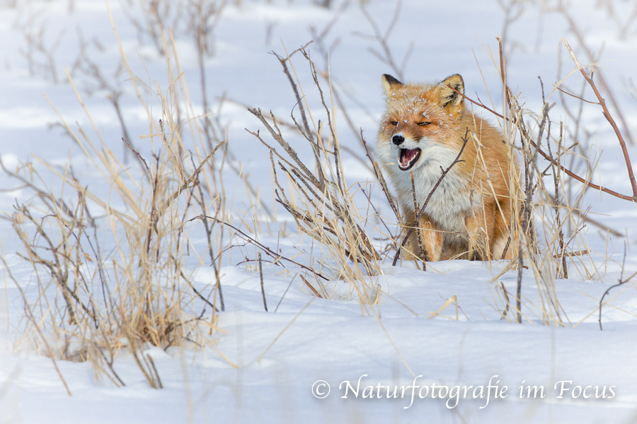 Ezo Rotfuchs (Vulpes vulpes schrenckii) 02- Japan