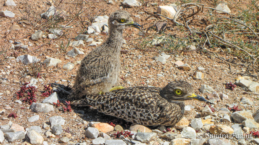 Kaptriel (Burhinus capensis) 01 - Südafrika