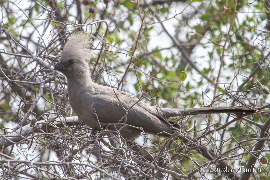 Grauer Lärmvogel (Corythaixoides concolor) 04 - Botswana