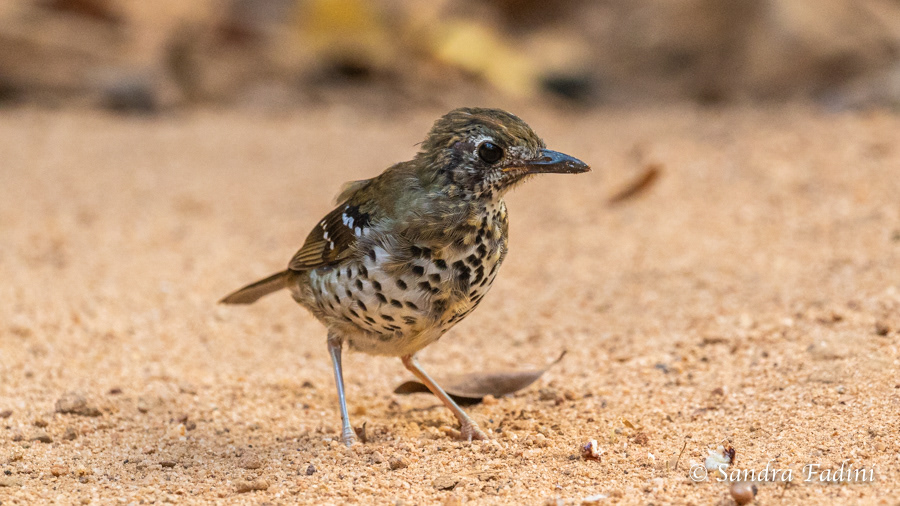 Fleckendrossel (Geokichla spiloptera) 01 - Sri Lanka