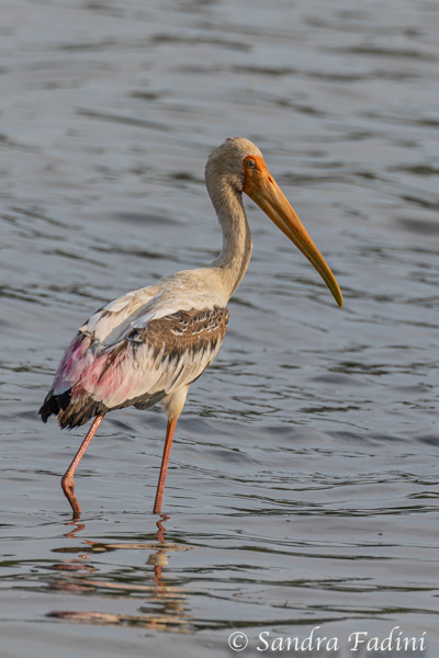 Buntstorch (Mycteria leucocephala) 01 - Sri Lanka
