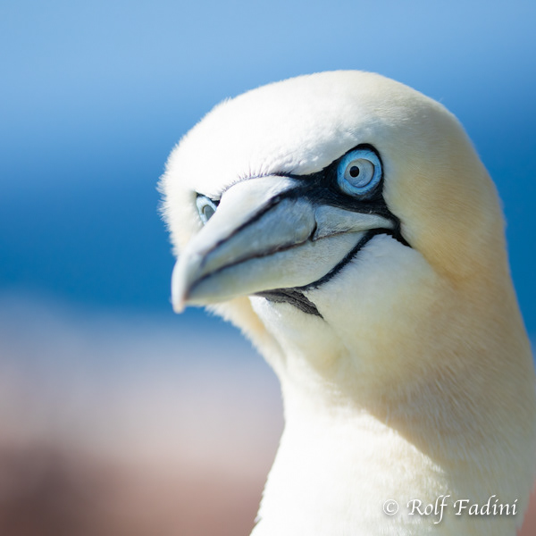 Basstölpel (Morus bassanus) 07
