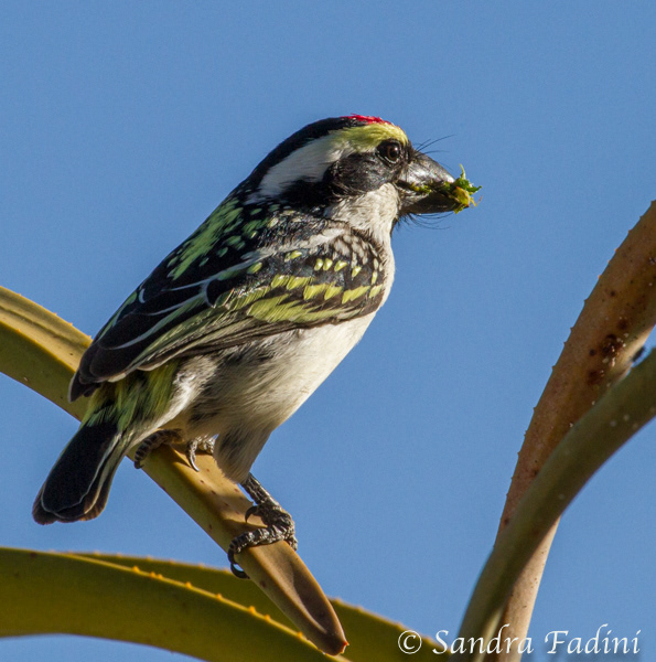 Rotstirn-Bartvogel (Tricholaema leucomelas) 03 - Namibia