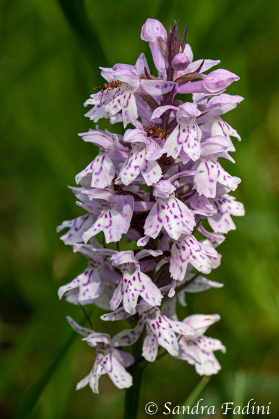Geflecktes Knabenkraut (Dactylorhiza maculata) 02