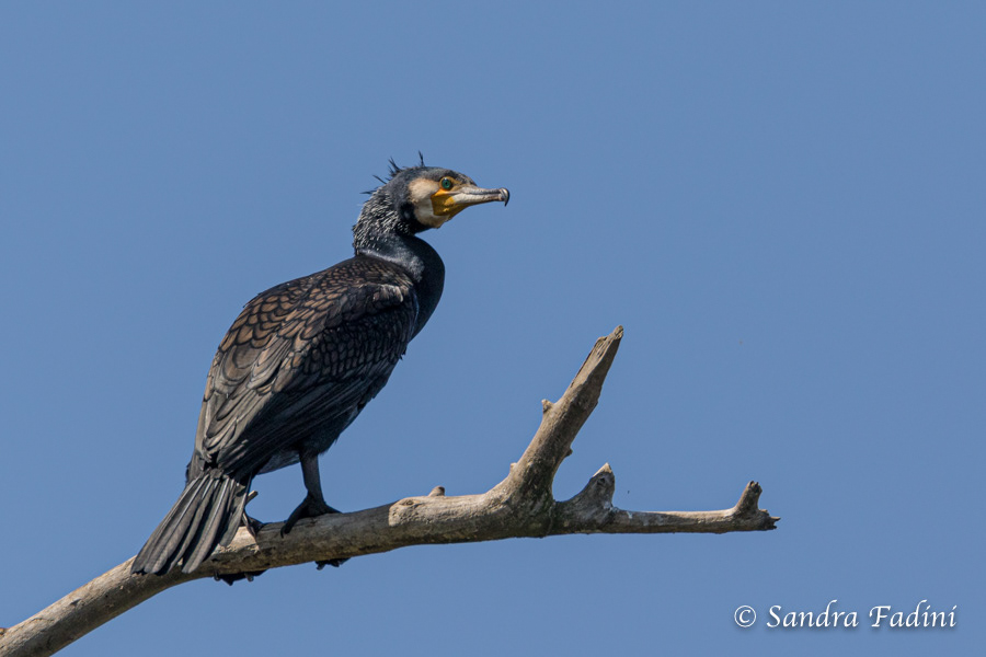 Kormoran (Phalacrocorax carbo) 03