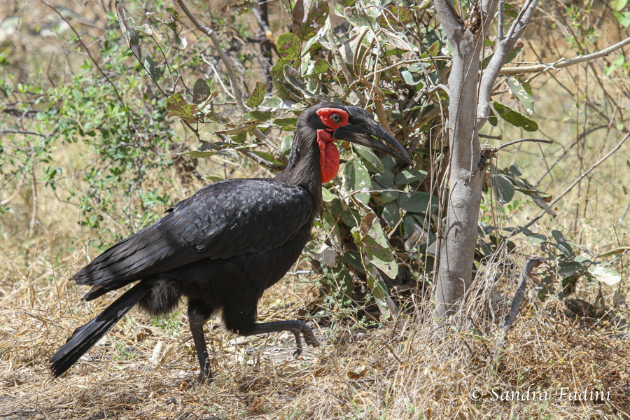 Südlicher Hornrabe (Bucorvus leadbeateri) 02 - Namibia