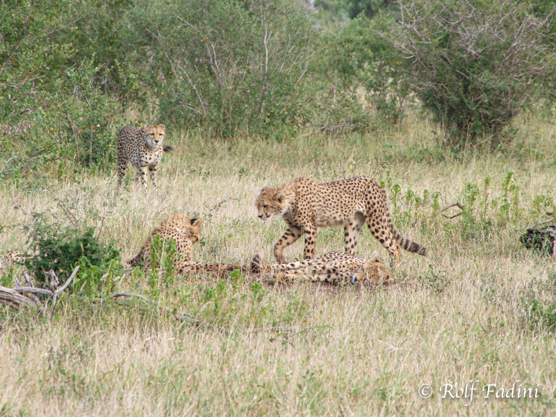 Gepard (Acinonyx jubatus) 12 - Jungtiere (Südafrika)