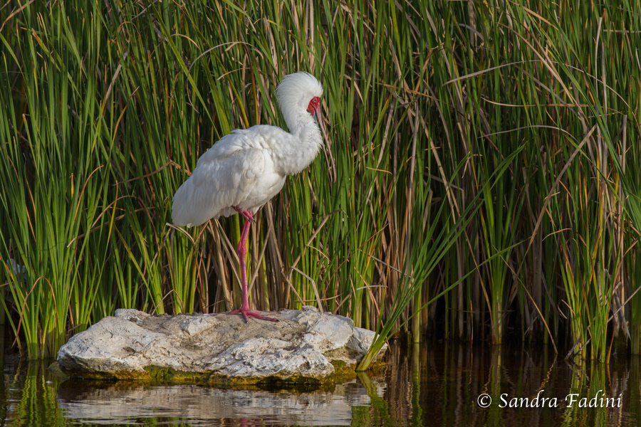 Afrikanischer Löffler (Platalea alba) 01 - Südafrika