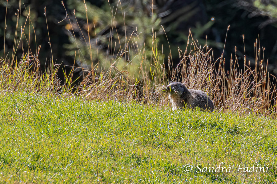 Alpenmurmeltier (Marmota marmota) - Italien