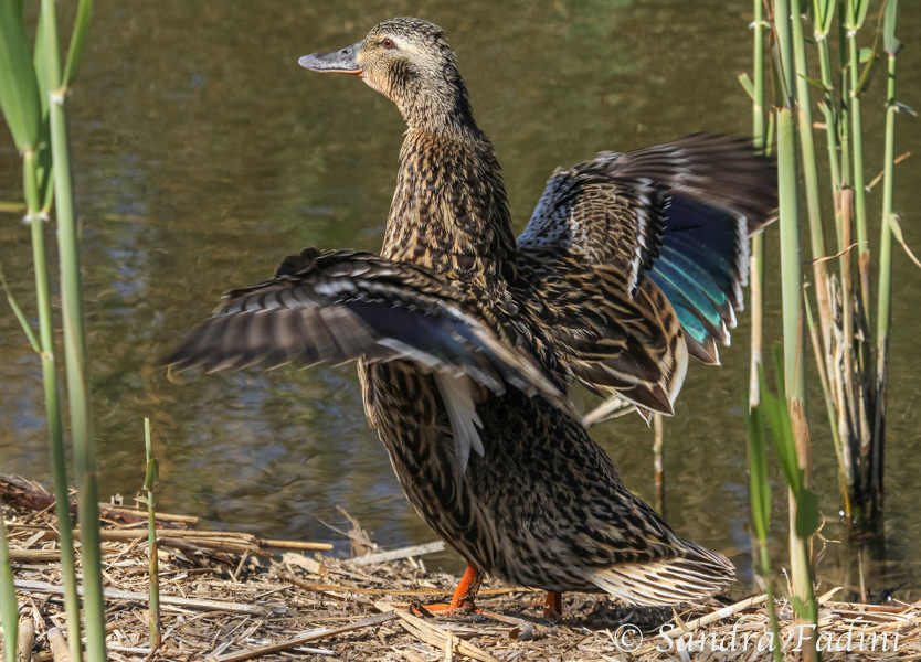 Stockente (Anas platyrhynchos) 02 - Weibchen