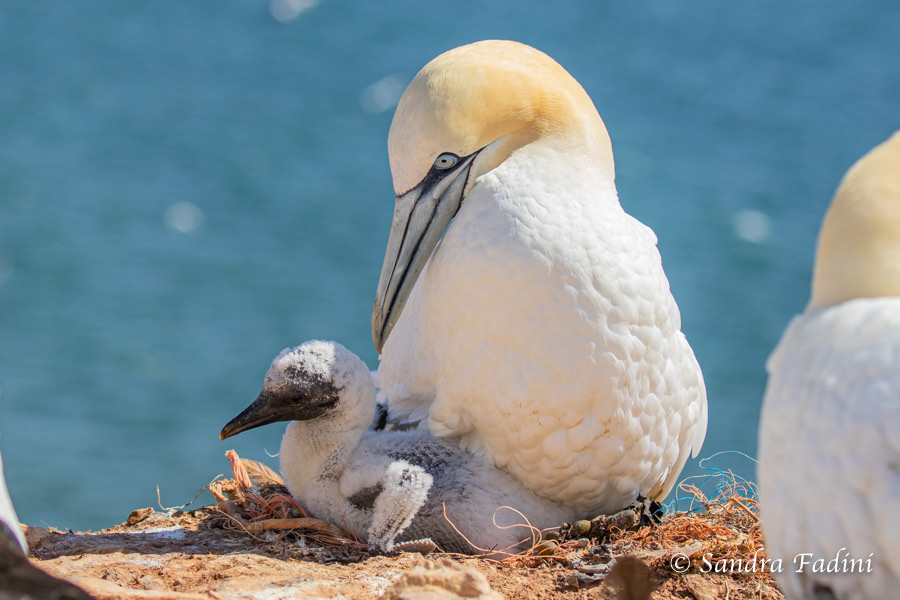 Basstölpel (Morus bassanus) 11 - Altvogel mit Kücken im Nest