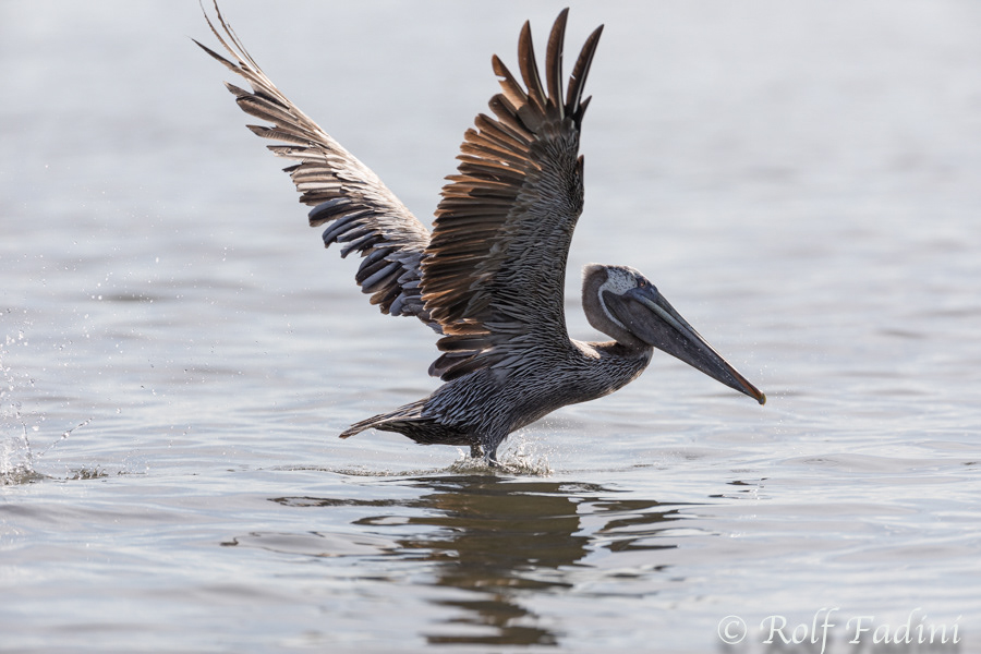 Braunpelikan (Pelecanus occidentalis) 04 - Costa Rica