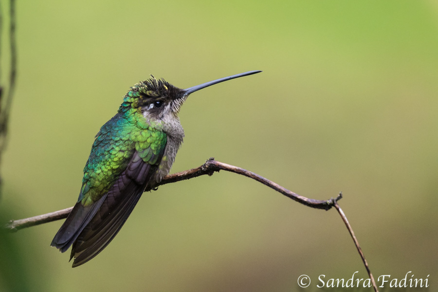 Violettkopfkolibri (Klais guimeti) 01 - Costa Rica