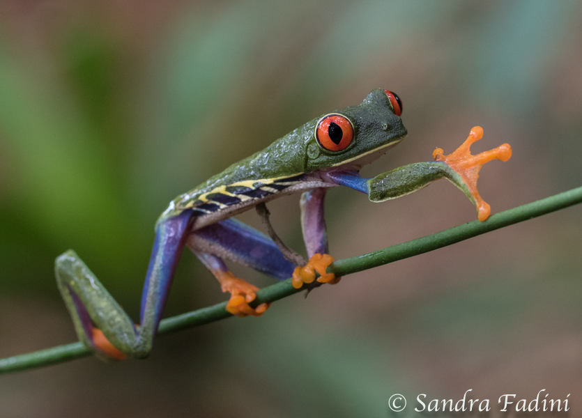 Rotaugenlaubfrosch (Agalychnis callidryas) 04 - Costa Rica