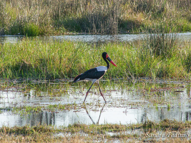 Sattelstorch (Ephippiorhynchus senegalensis) 01 - Botswana
