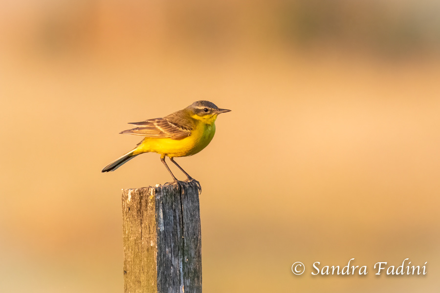Wiesenschafstelze (Motacilla flava) 01 - Österreich