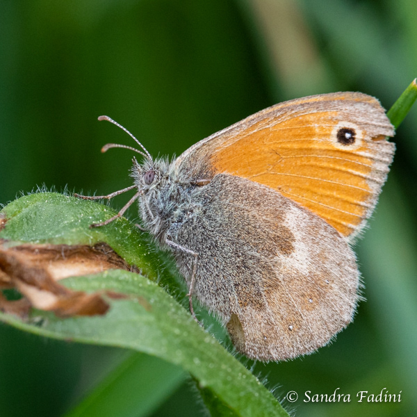 Kleines Ochsenauge (Hyponephele lycaon) 01