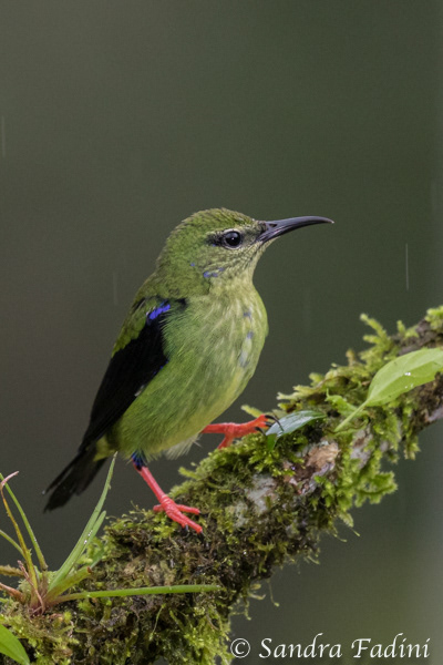 Türkisnaschvogel (Cyanerpes cyaneus) 03 - Weibchen (Costa Rica)