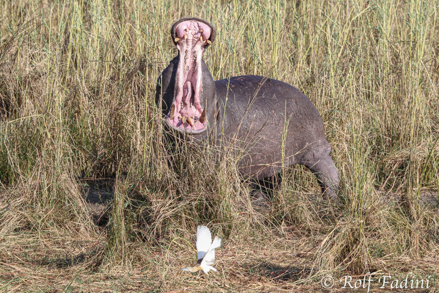 Flusspferd (Hippopotamus amphibius) 02 - Botswana