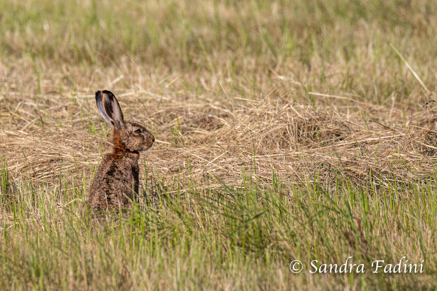 Feldhase (Lepus europaeus) 05
