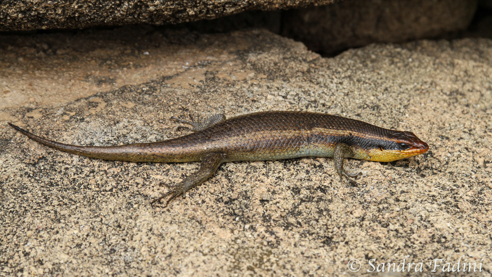 Afrikanischer Streifenskink (Trachylepis striata wahlbergi) 01 - Sambia