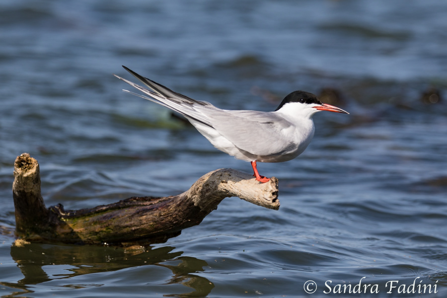 Flussseeschwalbe (Sterna hirundo) 01 - im Prachtkleid