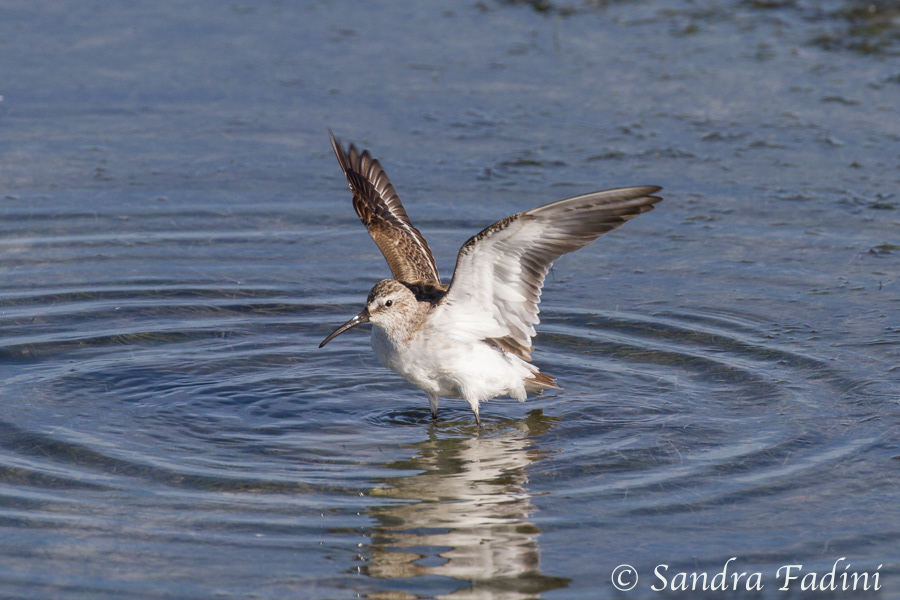 Sichelstrandläufer (Calidris ferruginea) 01 - Südafrika