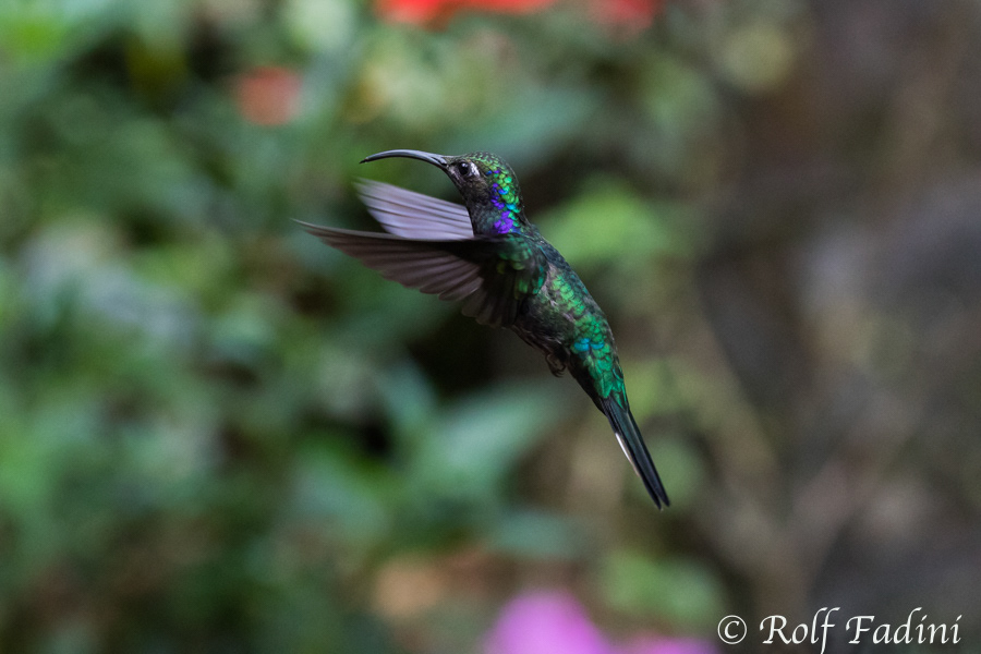 Violettdegenflügel (Campylopterus hemileucurus) 08 - Costa Rica