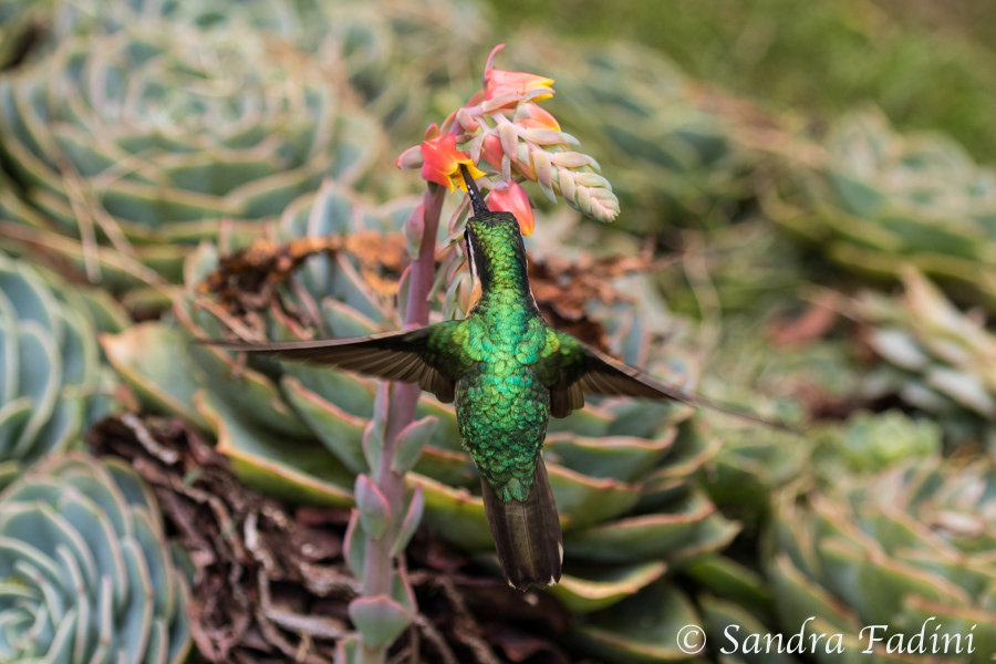 Purpurkehlnymphe (Lampornis calolaemus) 02 - Weibchen (Costa Rica)