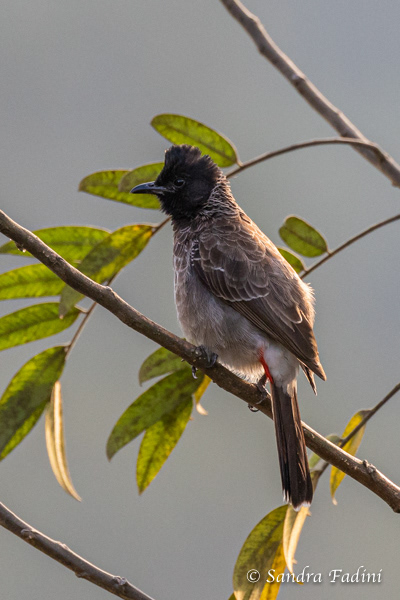 Rußbülbül (Pycnonotus cafer) 01 - Sri Lanka