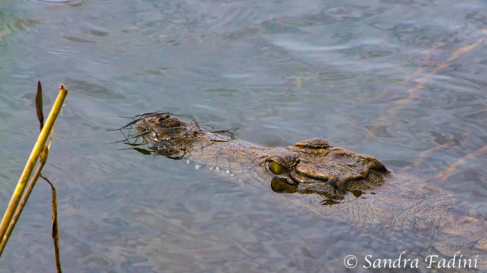 Nilkrokodil (Crocodylus niloticus) 01 - Botswana