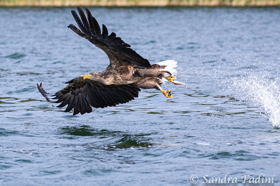 Seeadler (Haliaeetus albicilla) 07