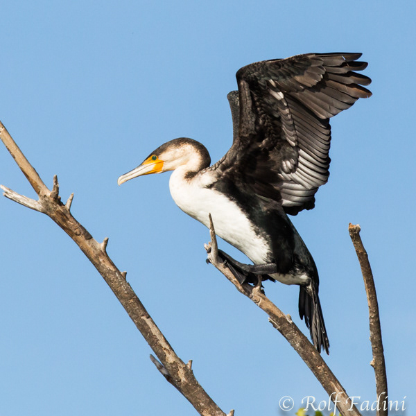 Weißbrustkormoran (Phalacrocorax carbo lucidus) 01 - Südafrika