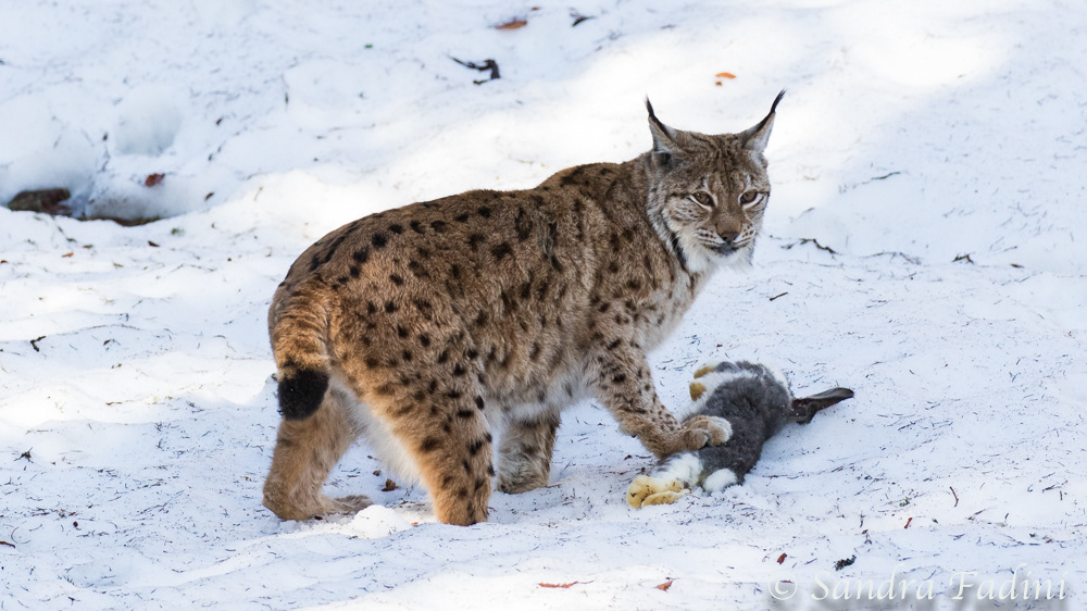 Eurasischer Luchs (Lynx lynx) 15 - captive
