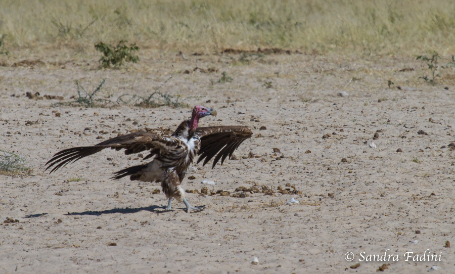 Ohrengeier (Torgos tracheliotus) 01 - Namibia