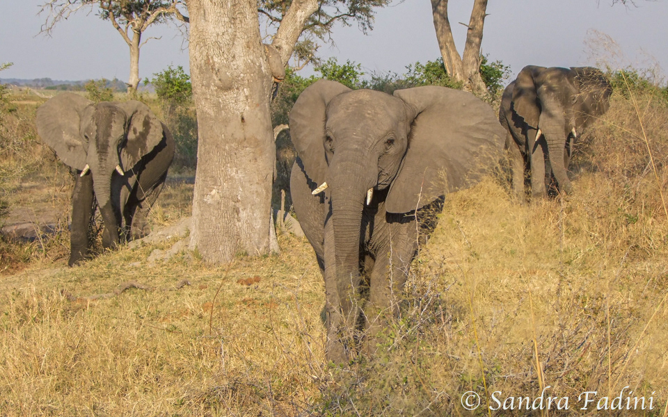 Afrikanischer Elefant (Loxodonta africana) 13 - Namibia