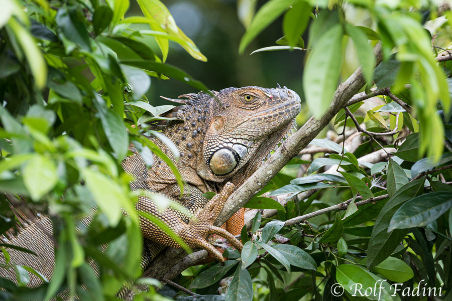 Grüner Leguan (Iguana iguana) 06 - Costa Rica