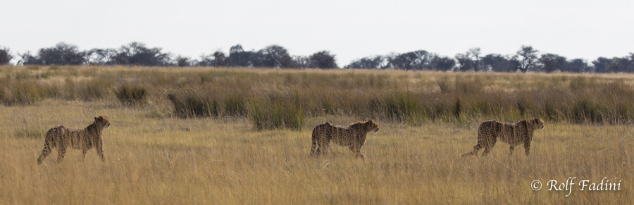 Gepard (Acinonyx jubatus) 03 - Namibia